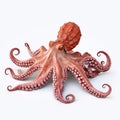 Beautiful big wild octopus looking forward is shown in full length, Ai generated Royalty Free Stock Photo