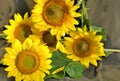 Beautiful big yellow sunflowers green leaves close up romantic nature blossom garden still life botany