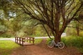 Beautiful bike near the tree.