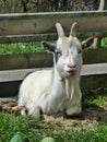 A Beautiful Billy Goat Royalty Free Stock Photo