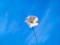 Beautiful bindweed flower on blue sky background Royalty Free Stock Photo