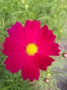 Red cosmos, yellow anther and pistil