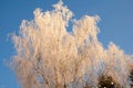 Beautiful birch against the blue sky. Birch branches are covered with frost Royalty Free Stock Photo