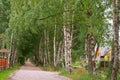 Birch grove and a path in it, beautiful birch alley Royalty Free Stock Photo