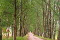 Birch grove and a path in it, beautiful birch alley Royalty Free Stock Photo