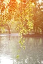 Beautiful birch branch over the lake at sunset. Nature concept . Vertical shot. Royalty Free Stock Photo