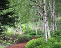 Beautiful Birch Forest