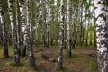 Beautiful birch forest on a warm summer day