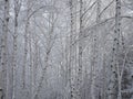 Beautiful Birch Grove with covered snow branches Royalty Free Stock Photo