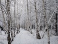 Beautiful Birch Grove with covered snow branches Royalty Free Stock Photo