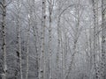 Beautiful Birch Grove with covered snow branches Royalty Free Stock Photo