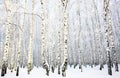 Beautiful Birch Grove with covered snow Royalty Free Stock Photo