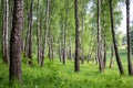 Beautiful birch grove