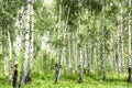 Beautiful birch grove in the summer. Summer rest