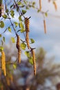 Beautiful birch leaves and new birch branches. Royalty Free Stock Photo