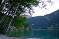 beautiful birch near picturesque evening lake Achensee in Austria, green mountains rises above calm expanse of water, concept of Royalty Free Stock Photo