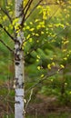 Beautiful birch at sunset