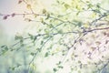 Beautiful birch tree branch with green leaves in the sky.