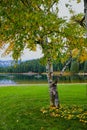 Beautiful Birch tree dropping yellow leaves. Lost Lake, Whistler, BC