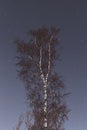 Tree on a starry night sky backround