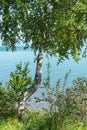 Beautiful birch tree on the lake shore. tree on the background of the water surface Royalty Free Stock Photo