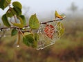 Spider net and birch tree leaf with morning dew, Lithuania Royalty Free Stock Photo