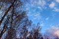 Beautiful birch trees against the blue sky with clouds and moon