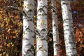 Beautiful birch trees in autumn Royalty Free Stock Photo