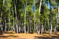 Beautiful birch trees in birch forest at summer Royalty Free Stock Photo