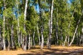 Beautiful birch trees in birch forest at summer Royalty Free Stock Photo