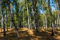 Beautiful birch trees in birch forest at summer Royalty Free Stock Photo