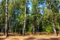 Beautiful birch trees in birch forest at summer Royalty Free Stock Photo
