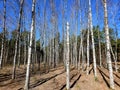 Beautiful birch trees with white birch bark in birch grove at bright spring day in Mezaparks city forest park. Royalty Free Stock Photo