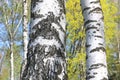 Beautiful birch trees with white birch bark Royalty Free Stock Photo