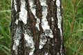 Beautiful birch trees with white birch bark in birch grove with green birch leaves in summer Royalty Free Stock Photo