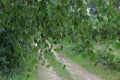 Beautiful birch trees with white birch bark in birch grove with green birch leaves in summer Royalty Free Stock Photo