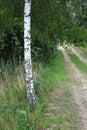 Beautiful birch trees with white birch bark in birch grove with green birch leaves in summer Royalty Free Stock Photo