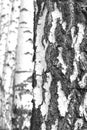 Beautiful birch trees in autumn Royalty Free Stock Photo