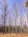 Beautiful birch trees with white birch bark in birch grove at bright spring day Royalty Free Stock Photo