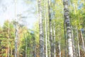 Beautiful birch trees with white birch bark in birch grove with green birch leaves against blue sk Royalty Free Stock Photo