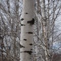 Beautiful birch trunk in early spring on a background of trees.