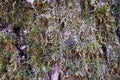 Beautiful Birchor oak tree bark detailed texture with green lichen or moss. Forest and tree natural background. Close up macro Royalty Free Stock Photo