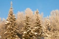 Beautiful birchs and snow-covered firs against the blue sky. Birch branches are covered with frost Royalty Free Stock Photo