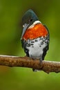 Beautiful bird. Amazon Kingfisher, Chloroceryle amazona, portrait of green and orange nice bird, CanoNegro, Costa Rica. Kingfisher