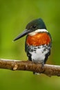 Beautiful bird. Amazon Kingfisher, Chloroceryle amazona, portrait of green and orange nice bird in Costa Rica. Kingfisher from