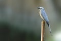 Beautiful bird (Ashy Drongo) perching on timber Royalty Free Stock Photo