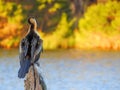 Beautiful bird Australasian darter