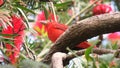 Summer tanager