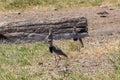 Beautiful bird in beautiful nature