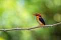 Beautiful bird Black backed Kingfisher. Royalty Free Stock Photo